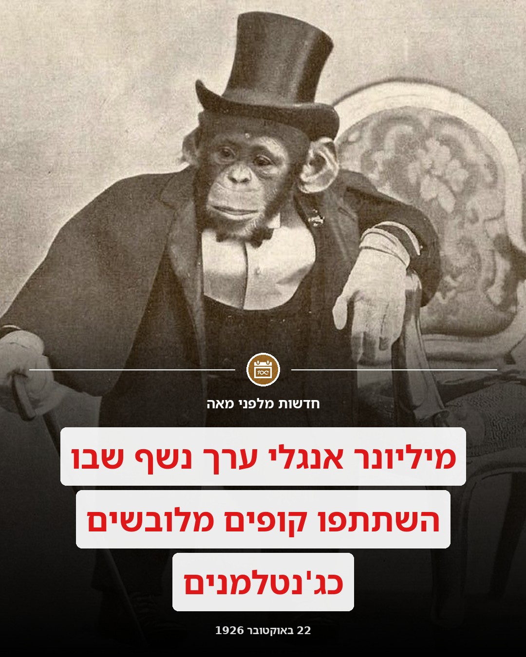 קוף בחברה הגבוהה?